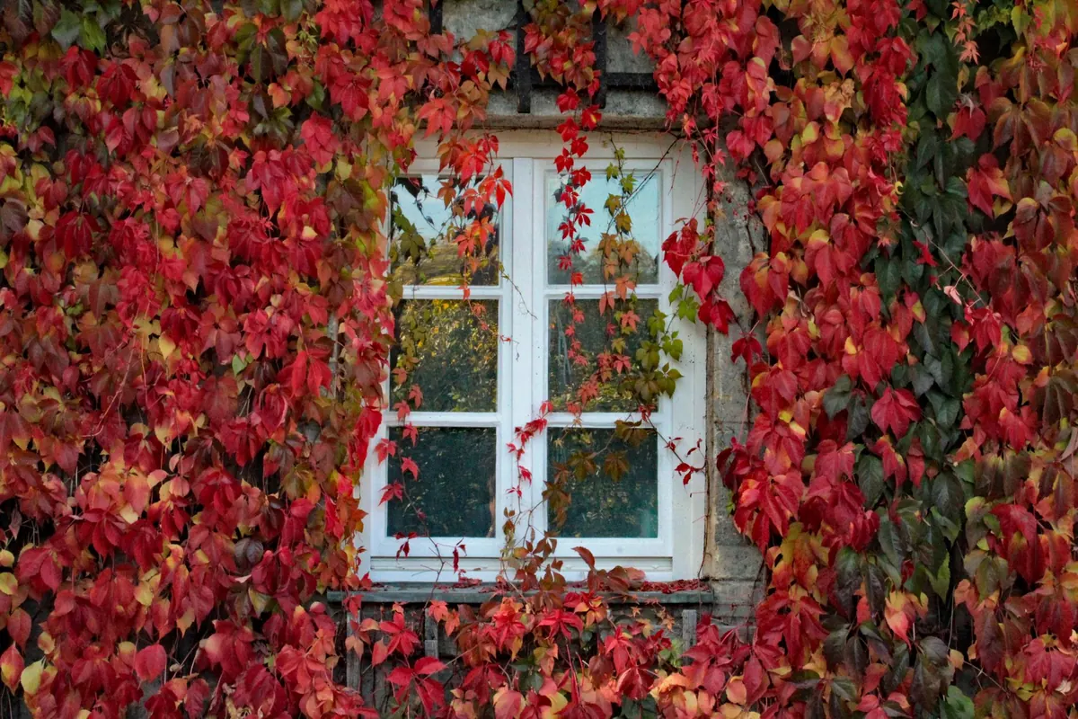 Ambient